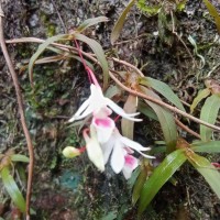 Dendrobium panduratum subsp. panduratum Lindl.